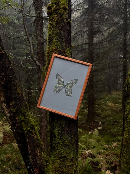 Enchanted Butterfly